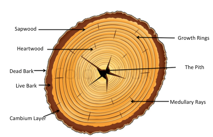 Cross Section Of A Tree