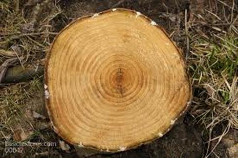 Cross section of a tree - Tree Growth and Structure